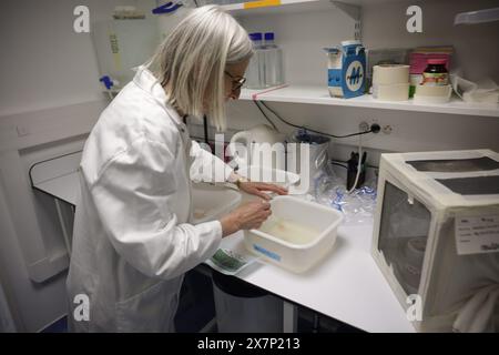 © PHOTOPQR/LE PARISIEN/Olivier Arandel ; Paris ; 16/05/2024 ; Paris, France Jeudi 16 mai 2024 Institut Pasteur Lutte contre les maladies transmisesnt par le moustiques. Dengue, chikungunya, Zika Insectarium dédié aux élevages de moustiques, et notamment le moustique tigre, Aedes albopictus, présent dans plus de 51 départements en France et 20 pays européens en plus de son aire de distribution naturelle dans la ceinture intertropicale. Moustique Tigre (Aedes Albopictus) PARIS FRANCE MAY 16TH 2024 PASTEUR INSTITUTE Fight against diseases transmitted by mosquitoes. Dengue, chikun Stock Photo