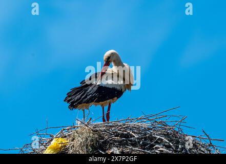 Bulgaria Malomirovo 21st May 2024: Local man watchers, waiting for the first sign of the young White Storks April and May have been wettter then normal can effect the baby 's White Storks, are a sign of health in rural villages.  :Clifford Norton  Alamy Live Stock Photo