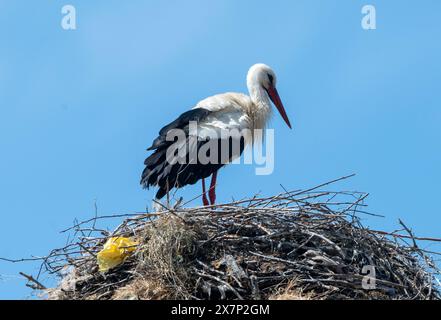 Bulgaria Malomirovo 21st May 2024: Local man watchers, waiting for the first sign of the young White Storks April and May have been wettter then normal can effect the baby 's White Storks, are a sign of health in rural villages.  :Clifford Norton  Alamy Live Stock Photo