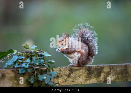 Grey Squirrel; Sciurus carolinensis; With Red Markings; UK Stock Photo