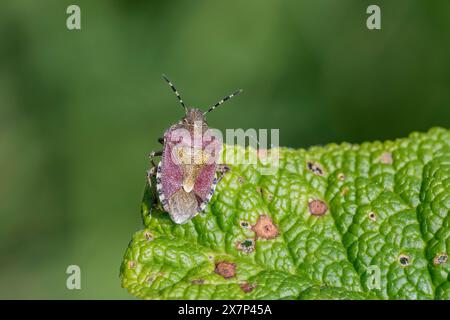 Hairy Shieldbug; Dolycoris baccarum; on Buddleia Leaf; UK Stock Photo
