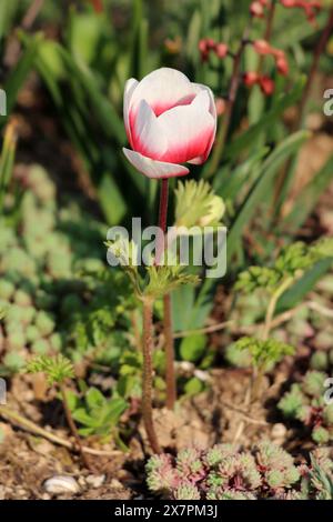 Bicolor Anemone perennial flowering plant with fully open blooming flower made of red and white sepals and basal leaves with toothed leaf margins Stock Photo