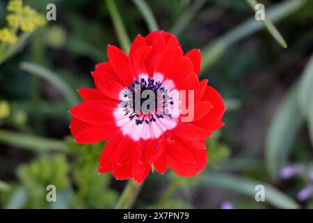 Single bicolor Anemone perennial flowering plant with fully open blooming flower made of red and white sepals and basal leaves with toothed leaf Stock Photo