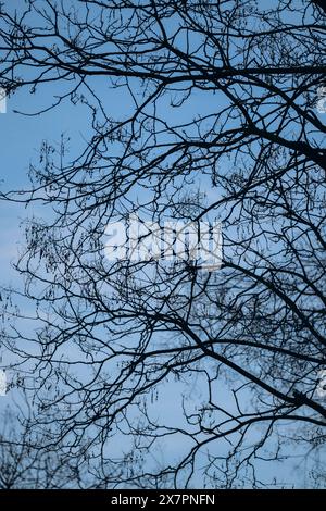 Tree branches without leaves in winter in Paris Stock Photo