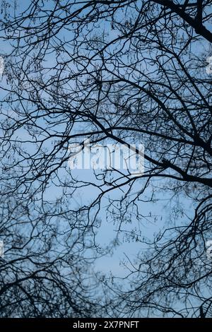 Tree branches without leaves in winter in Paris Stock Photo
