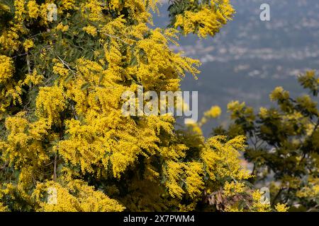 Wild mimosa tree in bloom, South of France. Symbol of spring, hope, and happiness. Stock Photo