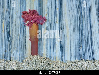 An abstract composition featuring seaweed artfully placed on a textured rock cliff, creating a visual metaphor of a Baobab tree. Stock Photo