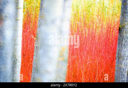 Artistic image showcasing vibrant red and yellow textured strokes on tree trunks, resembling an abstract painting, perfect for creative and nature the Stock Photo