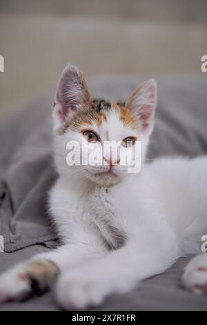 An adorable calico kitten with striking orange, black, and white fur looks up with its large, expressive amber eyes, relaxing comfortably on a texture Stock Photo