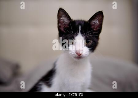 This stock image features a close-up of a black and white kitten with striking facial markings The kitten gazes directly into the camera with innocent Stock Photo