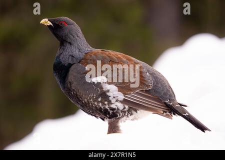 A majestic male western capercaillie showcasing its vibrant plumage, with detailed patterns of brown, grey, and white, set against a snowy forest back Stock Photo
