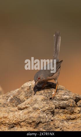 A grey passerine bird with striking red eyes perches attentively on a weathered rock, showcasing its sleek plumage against a smooth, earth-toned backg Stock Photo