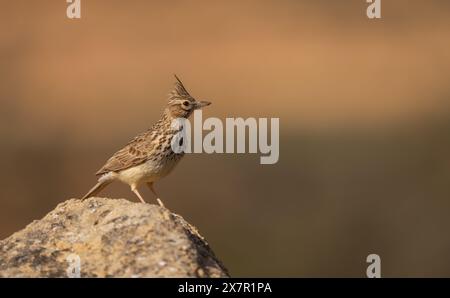 A crested lark stands alert on a rock, its plumage blending with the warm tones of the sunset background. Stock Photo