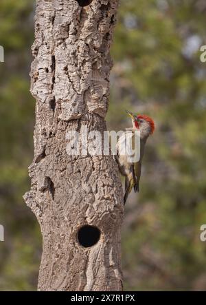 An Iberian Woodpecker perches alertly on the rugged bark of a tree, showcasing its vivid red crest and intricate feather details Stock Photo