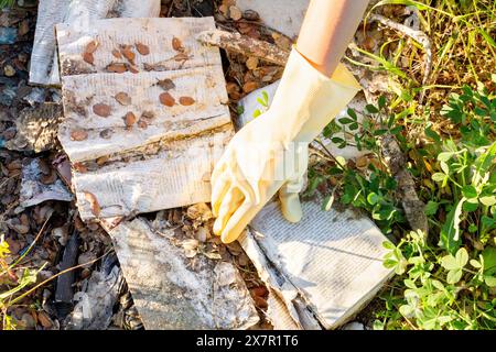 A hand covered in a yellow rubber glove carefully examines tattered and weathered book pages lying among stones and plants, highlighted by sunlight Stock Photo