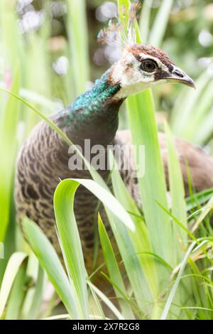 A beautiful peacock with vibrant head feathers peers out amidst lush green grass, showcasing its natural beauty and curiosity. Stock Photo