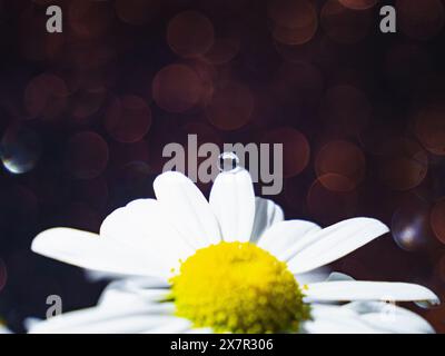 A pristine dewdrop balances delicately on the pristine white petal of a daisy, set against a dreamy bokeh backdrop illuminated by soft light, a celebr Stock Photo
