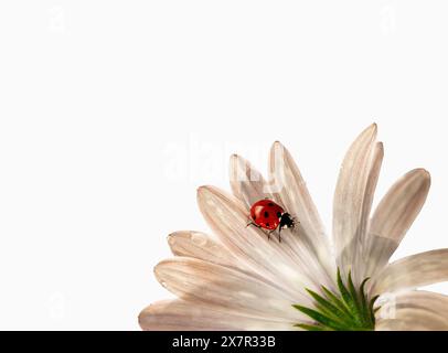 A vivid red ladybug crawls on the delicate petals of a white daisy against a soft white backdrop, symbolizing purity and nature's beauty. Stock Photo