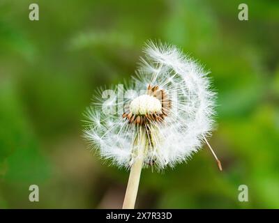 A macro shot of a dandelion seed head or Taraxacum officinale, with some seeds dispersed against a blurred green background. Stock Photo