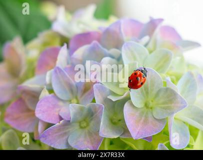 A vibrant ladybug explores the delicate petals of a pink hydrangea flower, surrounded by lush greenery. Stock Photo