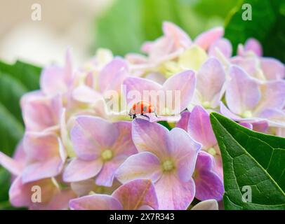 A vibrant ladybug explores the delicate petals of a pink hydrangea flower, surrounded by lush greenery. Stock Photo