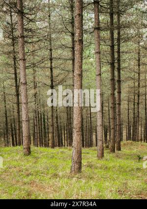 Tall pine trees stand in a dense forest with vibrant green undergrowth covering the forest floor. Stock Photo