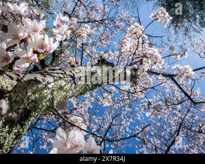 Blossoming cherry tree branches reach towards a clear blue sky, showcasing the beauty of springtime blooms. Stock Photo