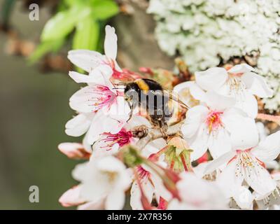 Bumblebee pollinating delicate white cherry blossoms in springtime. Stock Photo