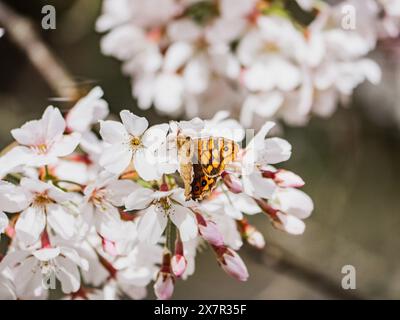 A vibrant orange butterfly rests on delicate white cherry blossoms. Stock Photo