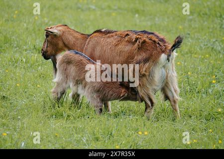 A young brown and white goat kid is nursing from its mother in a lush green field dotted with yellow flowers. Stock Photo