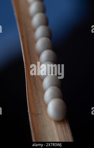 Cluster of insect eggs lining up on a brown wilted leaf Stock Photo