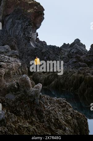 A lone explorer in a bright yellow jacket stands amid the dramatic black rocks and seaweed-covered cliffs of Iceland's rugged coastline, highlighting Stock Photo
