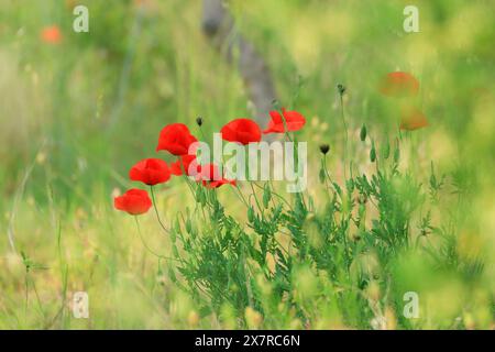 Poppies in the field, red flowers in grass Stock Photo