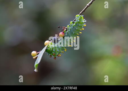 Hyalophora cecropia caterpillar on a branch deep in the forest in Canada Stock Photo