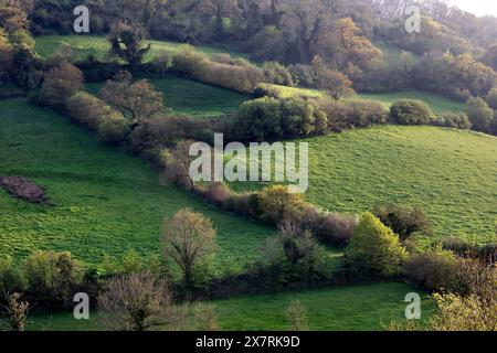 Branscombe; Hedges and Fields; Devon; UK Stock Photo