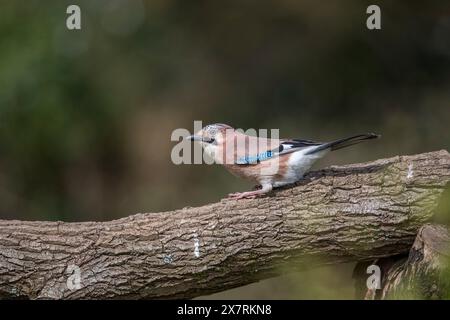 Jay; Garrulus glandarius; on Log; UK Stock Photo