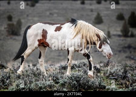 The Steens Mountain wild horses can range from pinto to buckskin, sorrel, bay, palomino, gray brown and black. Stock Photo