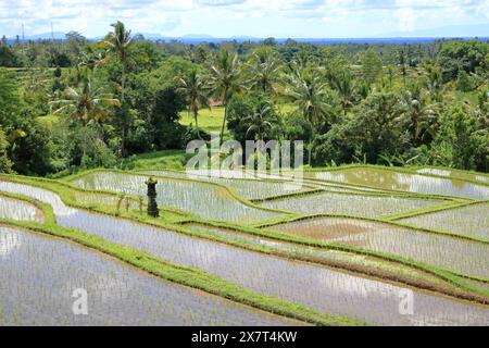 Tabanan Rise Field the terrace rice fields near Senganan, Penebel, Tabanan, Bali ...