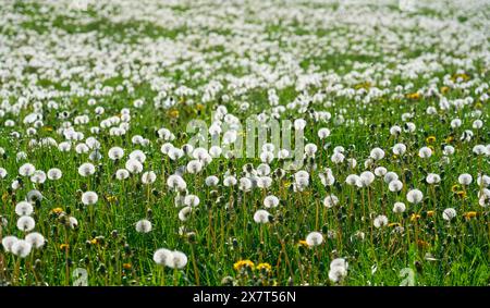 spring meadow with plenty of redy-to-fly dandelion clocks in the Bavarian Forest, Bavaria, Germany Stock Photo