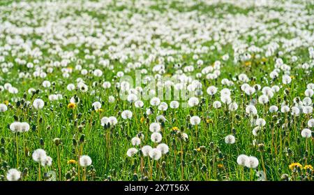 spring meadow with plenty of redy-to-fly dandelion clocks in the Bavarian Forest, Bavaria, Germany Stock Photo
