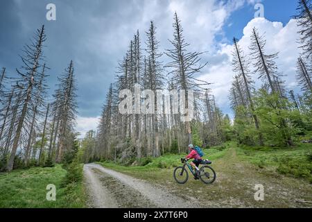 active senior woman on a bike packing tour with her electric mountain bike in the Bavarian Forest National Park with its by bark beetles dammaged Tree Stock Photo