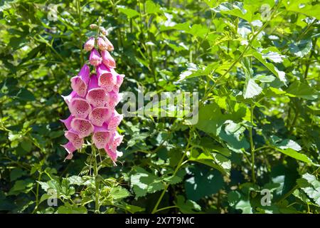 Foxglove purple flowers against background of green thickets in garden on sunny summer day. Digitalis purpurea. Copy space. Close-up. Selective focus. Stock Photo