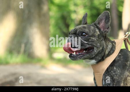 French bulldog on a walk. Dog in a harness. Bulldog dark coat color. Pet. Young dog in harness. French bulldog breed walking in the park on a leash. W Stock Photo