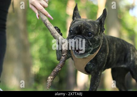 French bulldog on a walk. The dog is chewing a stick. Bulldog dark coat color. Pet. Dog is a human best friend. Young dog in a harness. French bulldog Stock Photo