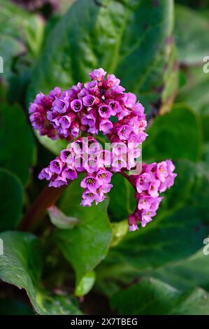 Bergenia crassifolia or cordifolia is thick-leaved, flowering plant in the family Saxifragaceae. Closeup. Vertical crop. Stock Photo