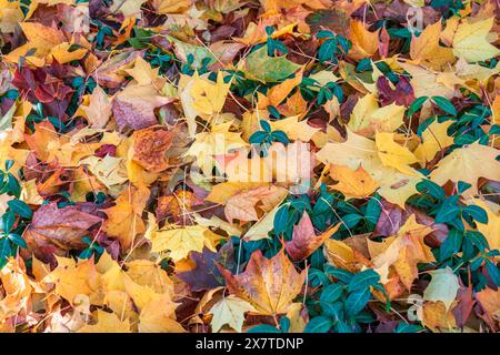 Pile of yellow and green leaves of maple on the ground in autumn forest natural background Stock Photo