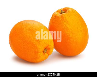 calabrian oval blond oranges path isolated on white Stock Photo