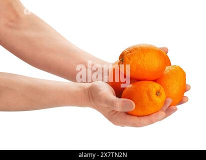 calabrian oval blond oranges in hand path isolated on white Stock Photo