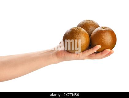 chocolate oranges in hand path isolated on white Stock Photo