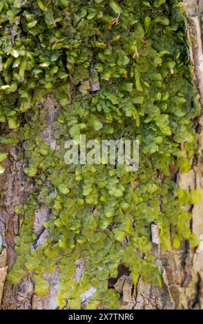 Flat-leaved scalewort Stock Photo